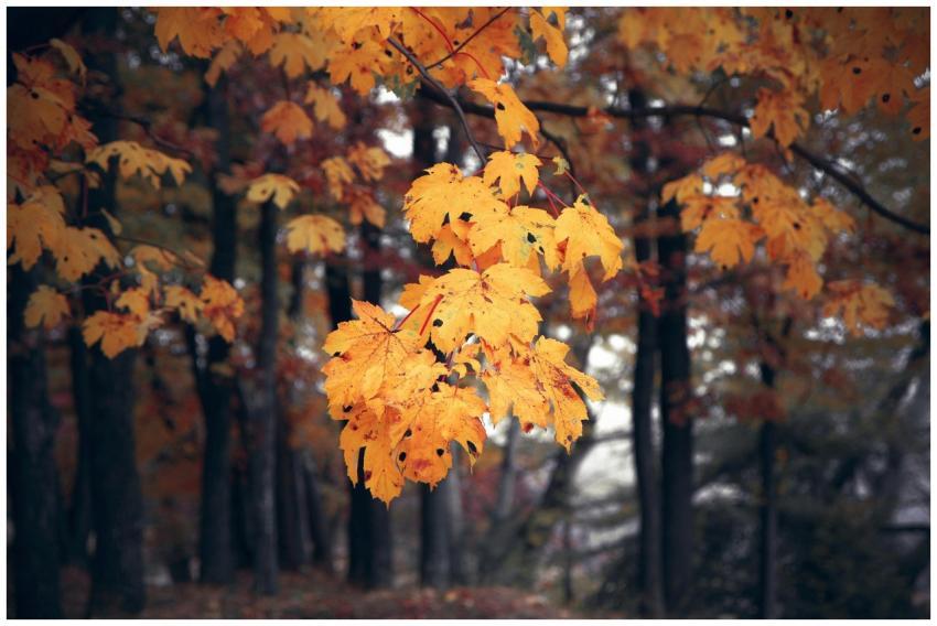 Close-up of vibrant orange autumn leaves against a