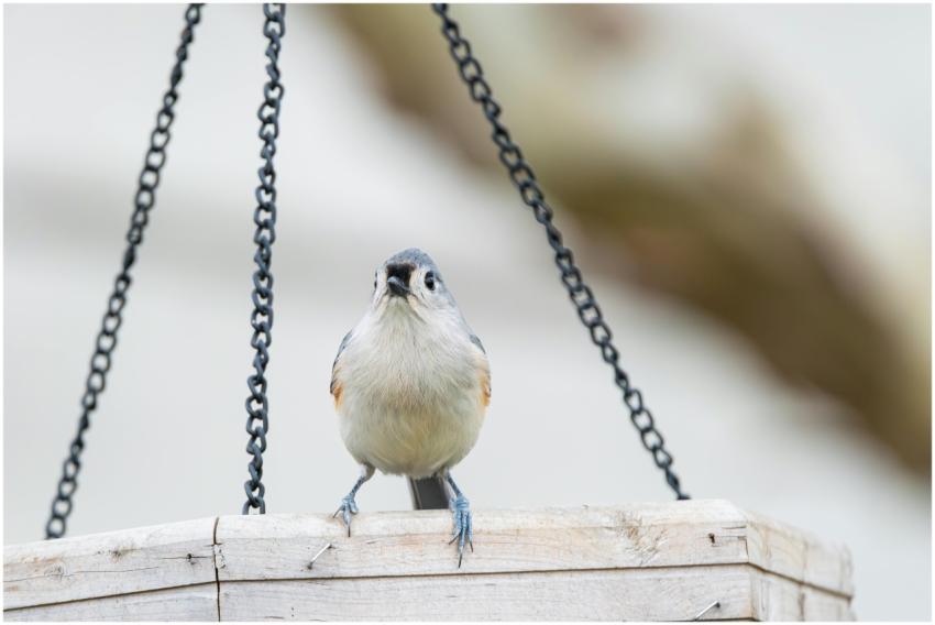 Free stock photo of cardinal, dove