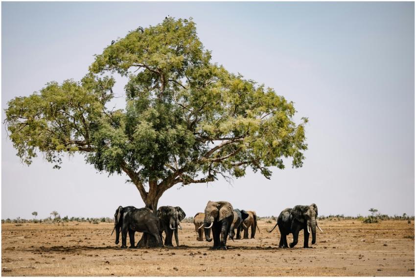 A herd of African elephants standing under a large