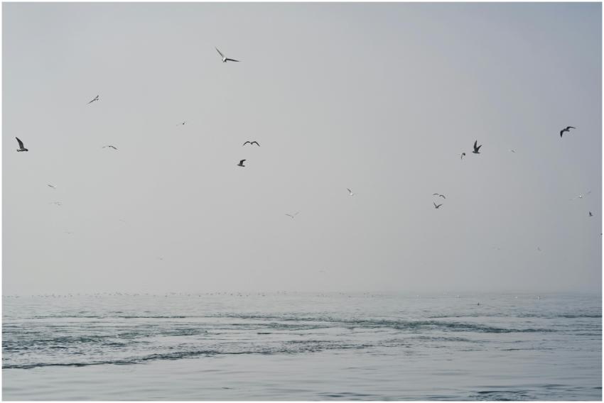 A tranquil scene of seagulls flying over a calm oc