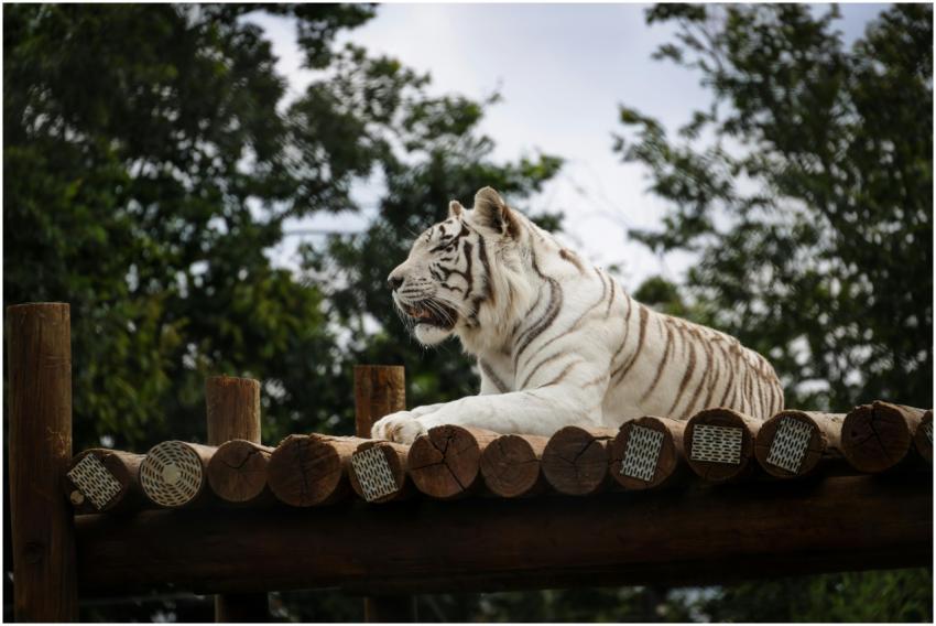 Free stock photo of animals, nature, stripes