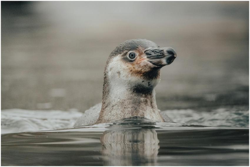 A penguin enjoys a tranquil swim, captured in sere