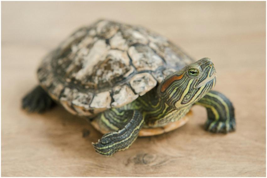Detailed close-up of a red-eared slider turtle on