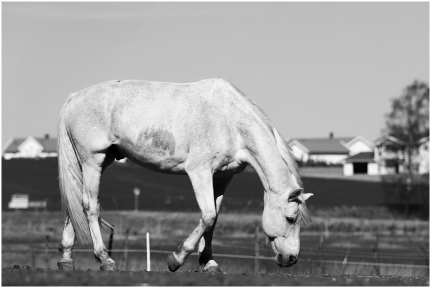 A serene black and white image of a horse grazing