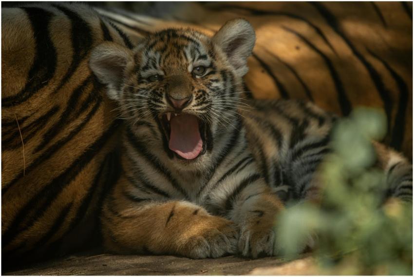 A cute tiger cub yawns while lying in a sunlit enc