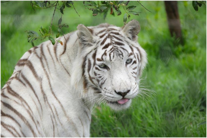 Free stock photo of animals, nature, stripes