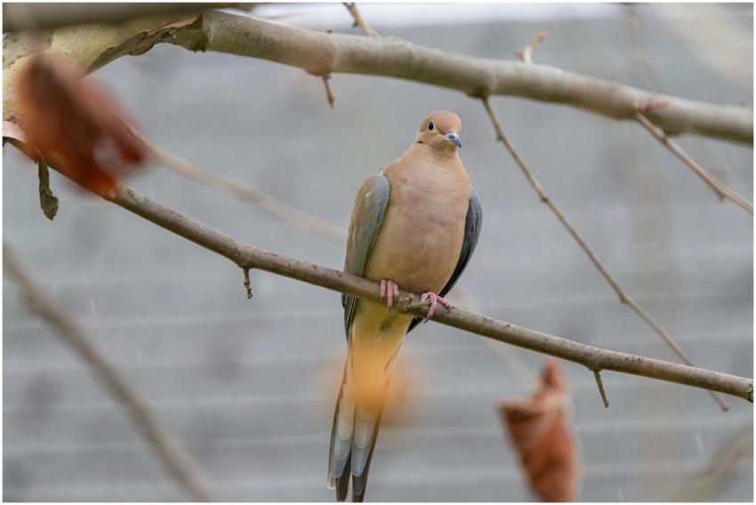 Free stock photo of cardinal, dove