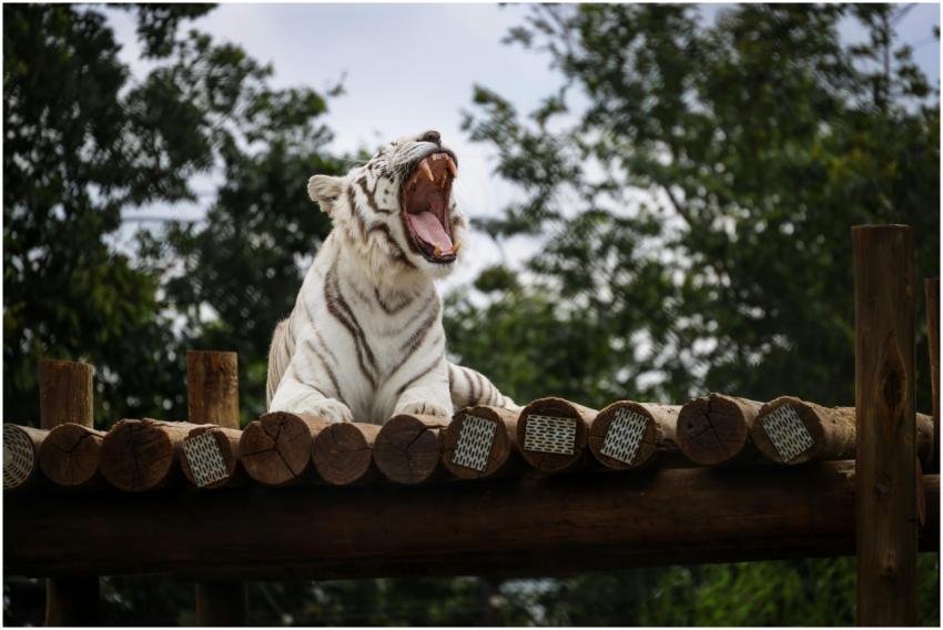 Free stock photo of animals, nature, stripes