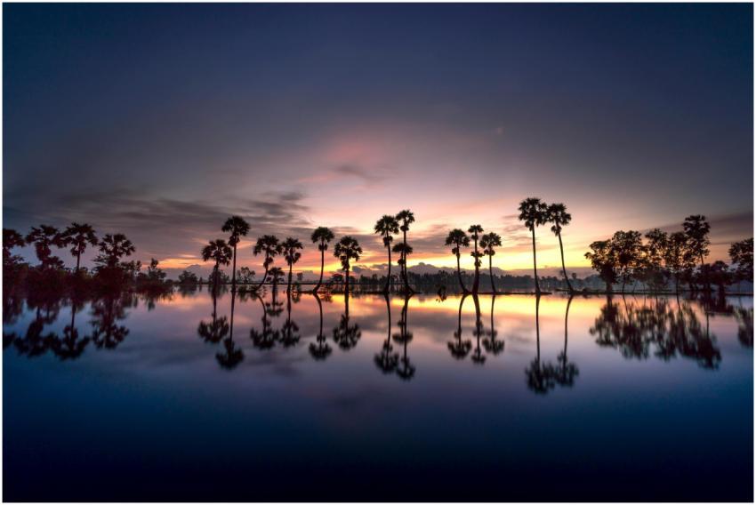 A breathtaking sunset with palm trees reflecting i