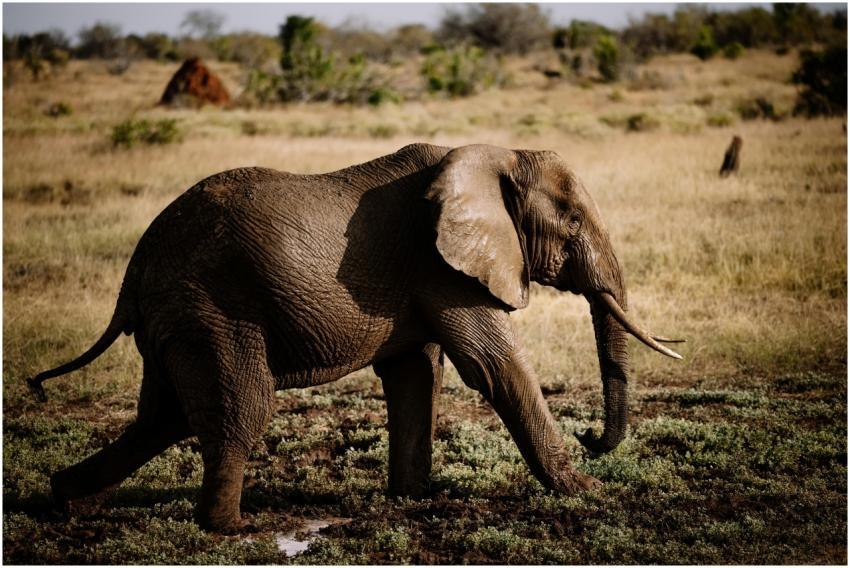 A stunning capture of an African elephant walking