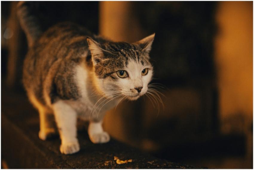 A curious tabby cat exploring a dimly lit street i