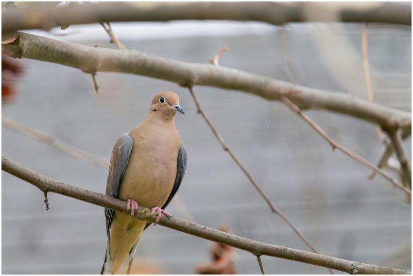 Free stock photo of cardinal, dove