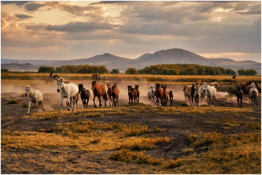 A majestic herd of wild horses running across a pi