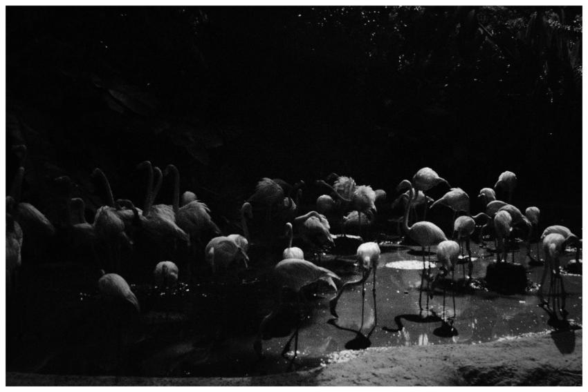 A captivating black and white photograph of a grou