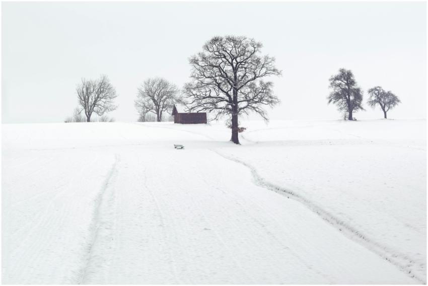 A tranquil snowy landscape with frosty trees and a