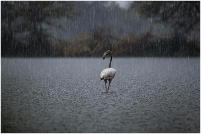 A lone flamingo stands gracefully in the rain, cre