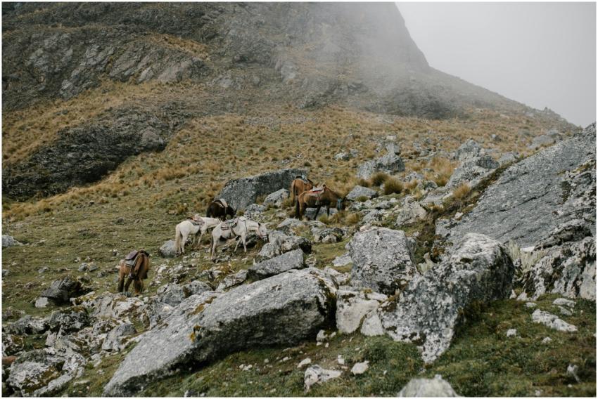 Horses grazing in the rocky terrain of the Peruvia