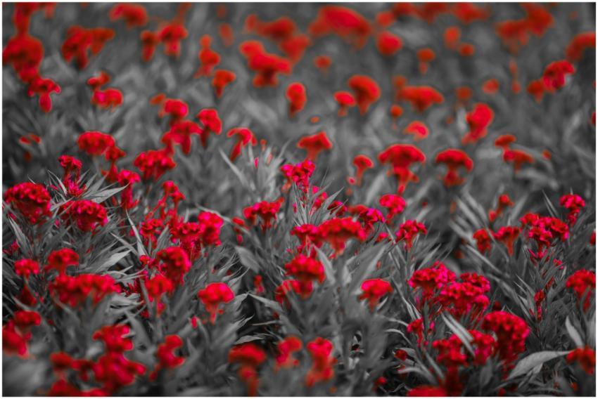 Striking red flowers stand out against a grayscale