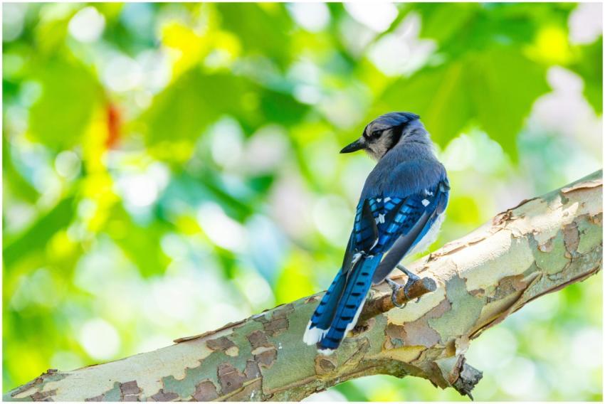 A vibrant blue jay sits on a tree branch with lush