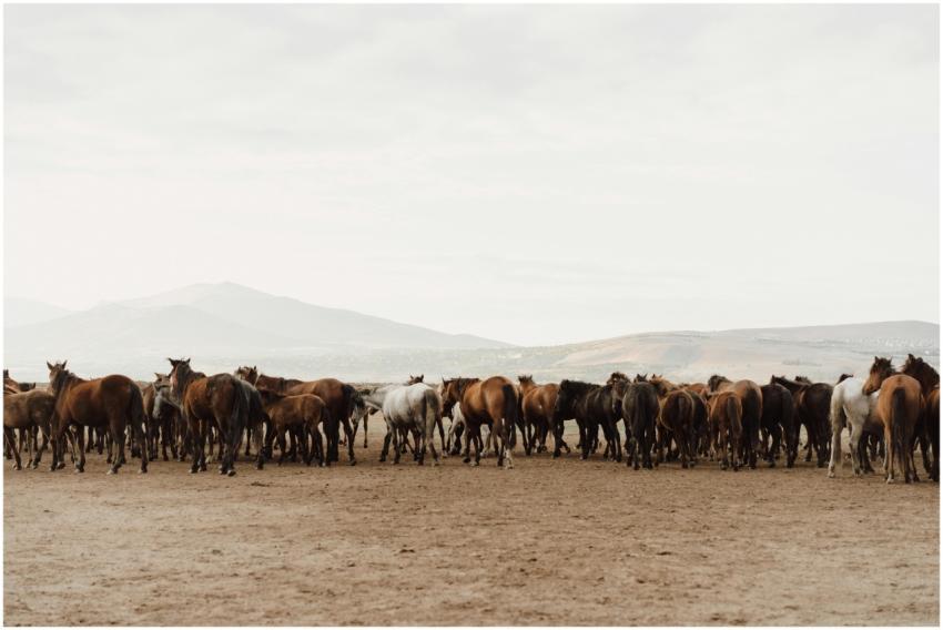 A large group of horses gathers in a dry, open fie