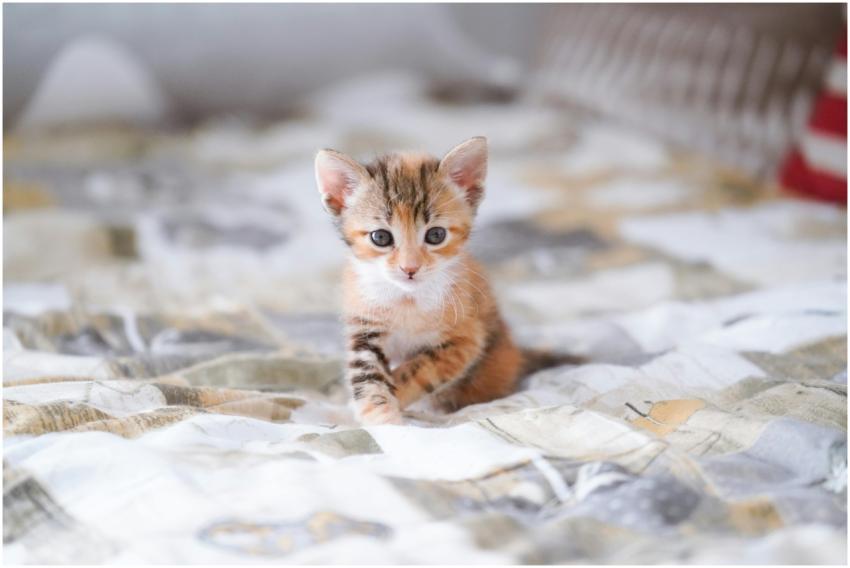 Cute kitten sitting on a patterned bedspread. Perf