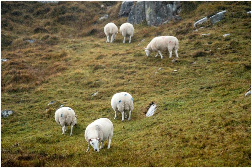 Flock Sheep Grazing Green