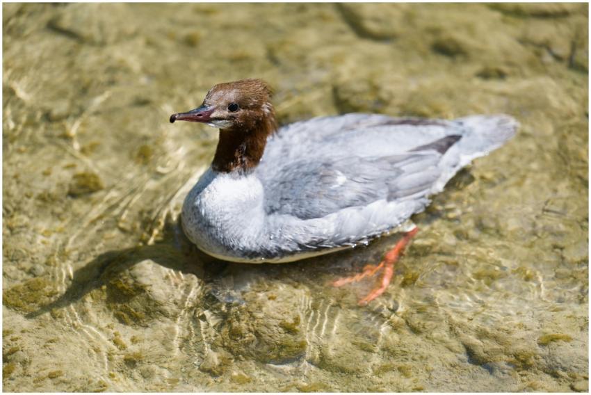 A Common Merganser gliding on clear waters in Morg