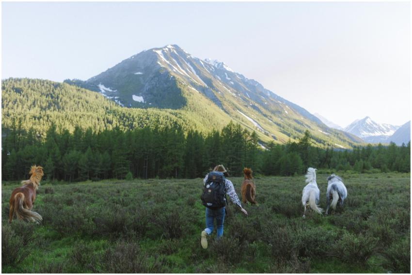 A backpacker runs beside wild horses in a mountain