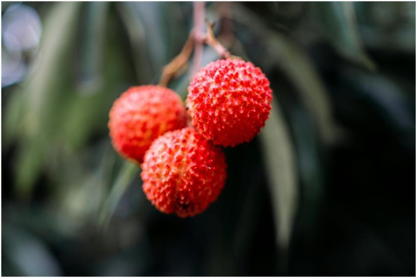 Vibrant close-up of ripe red lychee fruit hanging