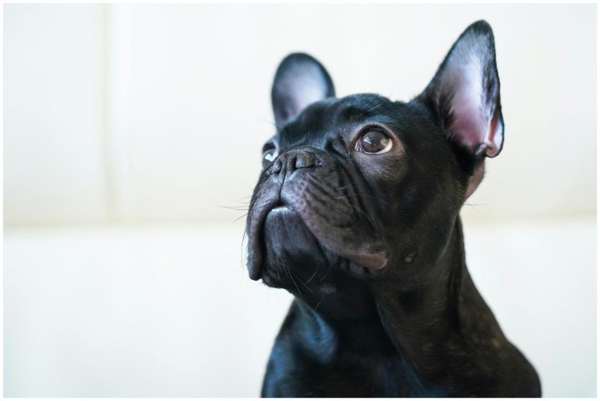 Charming close-up of a black French Bulldog with a