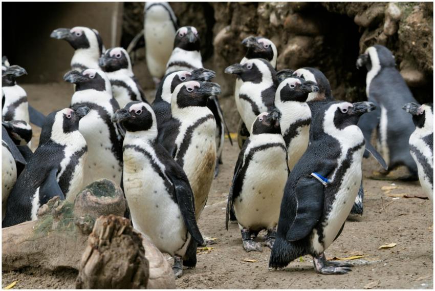 A lively group of African penguins socializing on