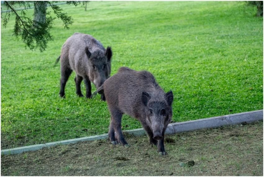 Two wild boars roaming freely on lush green grass