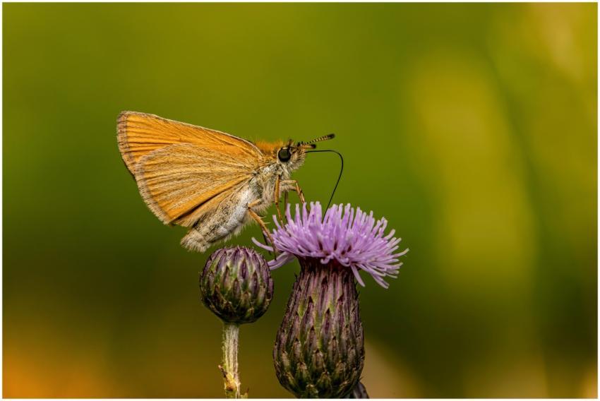 Close-up of a Skipper butterfly perched on a purpl