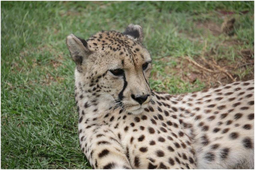 Free stock photo of animals, cheetah, dots