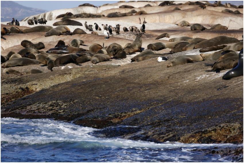 Seals and birds basking on rocks by the ocean. Vib