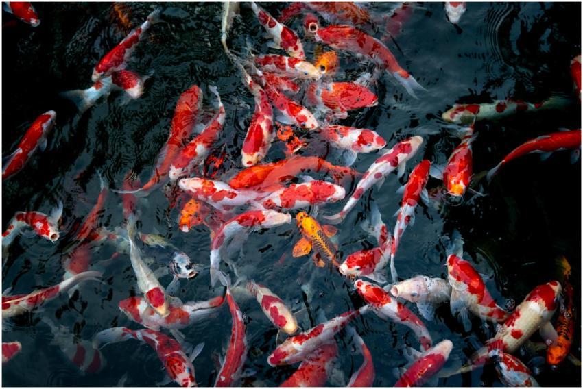 A mesmerizing view of colorful koi fish swimming i