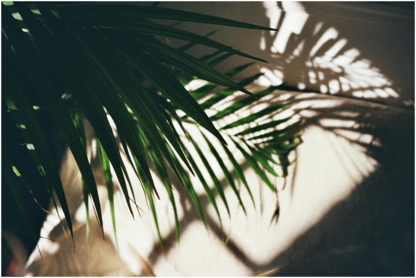 Aesthetic shadow of a palm leaf cast on a sunlit w