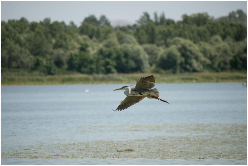 A heron elegantly soars over a tranquil lake surro