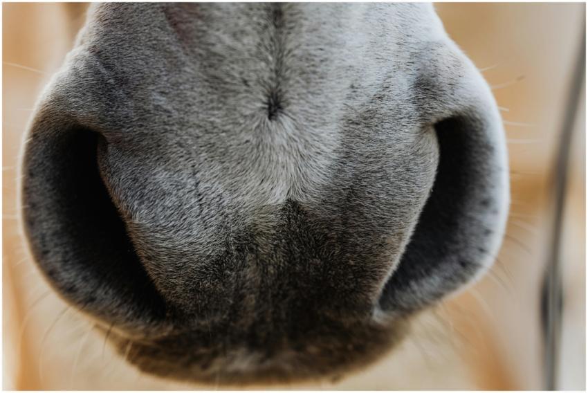 Close-up photo of a horse's muzzle and nostrils, s