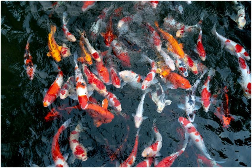 Vibrant koi fish swimming gracefully in a serene p