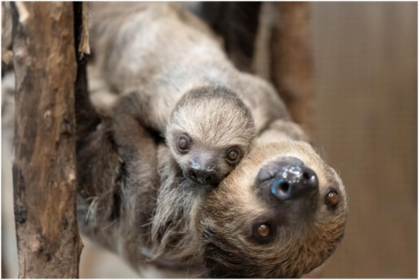 Charming close-up of a baby sloth with its mother