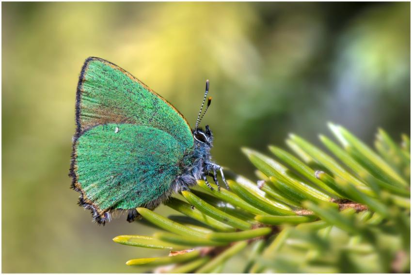 Detailed close-up of a green hairstreak butterfly