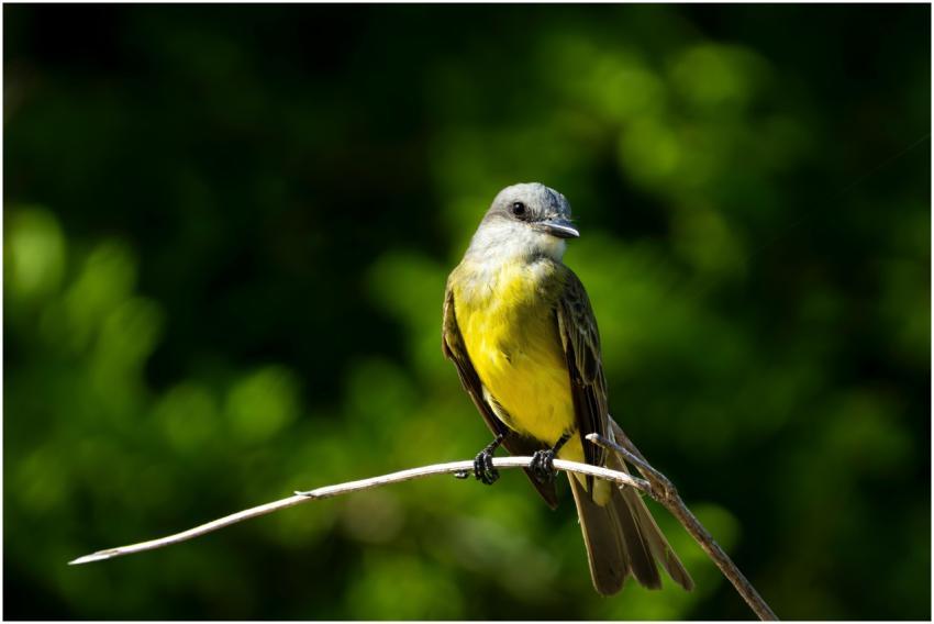 A vivid yellow-breasted bird perched on a branch a