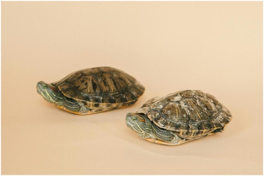 Two red-eared slider turtles on a beige background