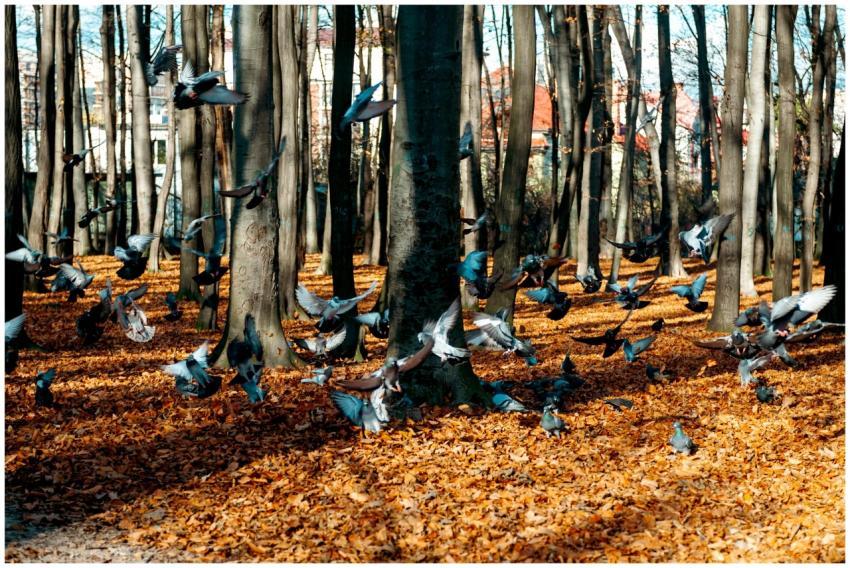 Flock Pigeons Lviv S