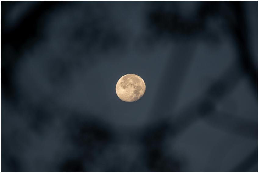 A full moon shines brightly through tree branches