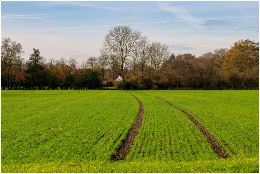 Vibrant green field with visible tire tracks, bord