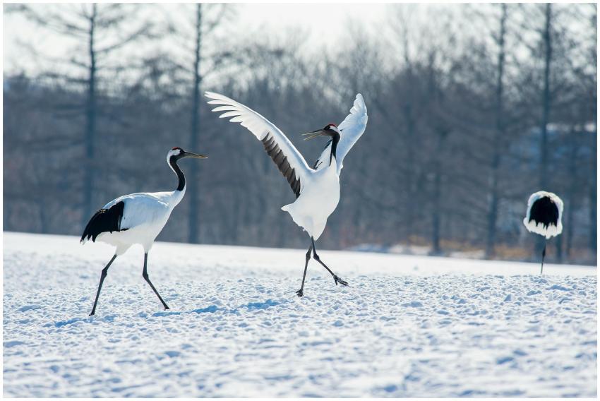 Red-crowned cranes dancing gracefully in the snowy