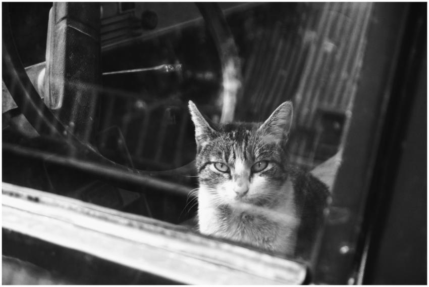 Black and white photo of a stray tabby cat looking