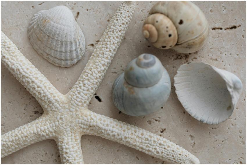 Detailed view of a starfish surrounded by various